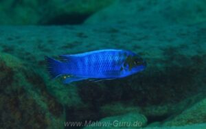 Labeotropheus trewavasae 'Border'